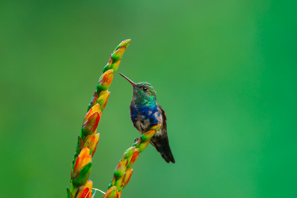 Fialová Bellied Hummingbird mladistvé - Fotografie, Obrázek