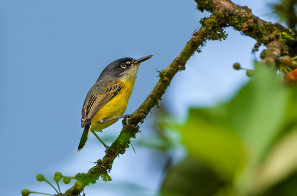 CommonTody-Flycatcher dall'Ecuador
 - Foto, immagini
