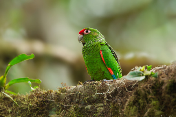El Oro папуга
 - Фото, зображення