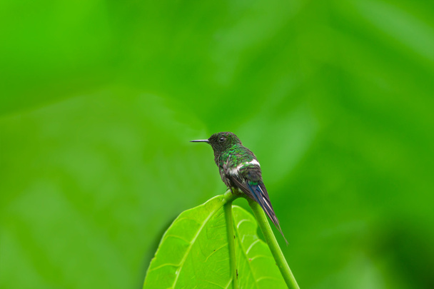 緑 Thorntail ハチドリ、男性 - 写真・画像