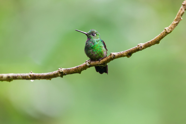 Zöld-koronás ragyogó kolibri, férfi - Fotó, kép