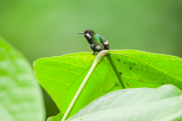 Grüner Dornschwanz Kolibri, Weibchen - Foto, Bild