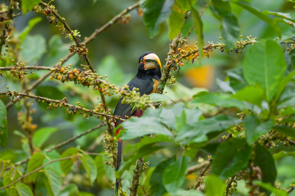 Aracari Toucan pallido-mandibola
 - Foto, immagini