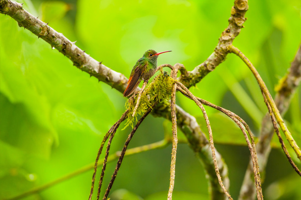 Hummingbird dalla coda rugosa
 - Foto, immagini