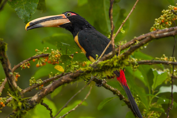 Kalpea-mandibled Aracari Toucan
 - Valokuva, kuva