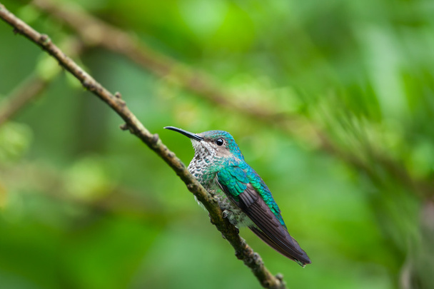 Valkokaulainen jacobin kolibri, nainen
 - Valokuva, kuva