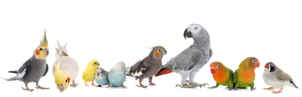 鳥のグループ - 写真・画像