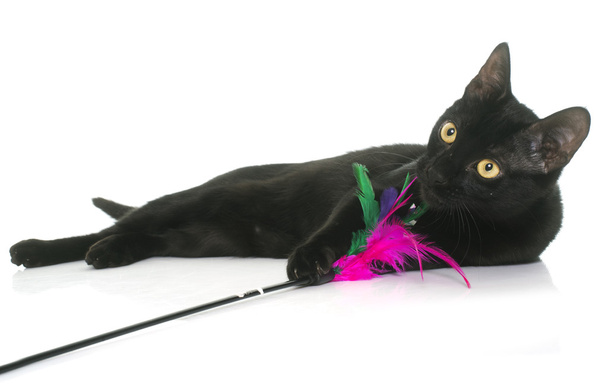 μαύρη νεαρό γάτα παίζει - Φωτογραφία, εικόνα