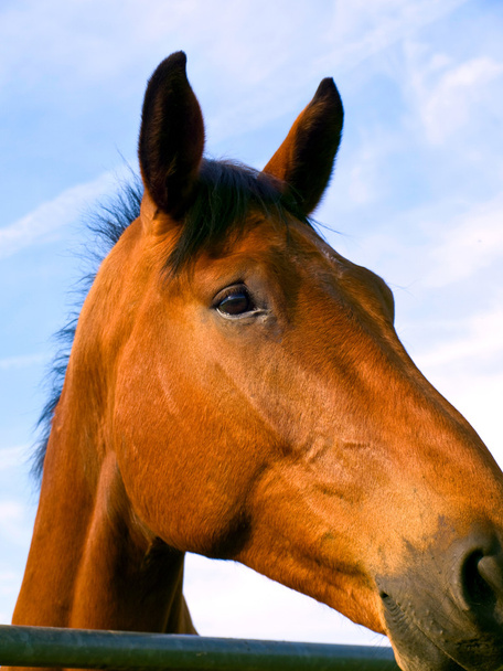 Закрыть голову лошади
 - Фото, изображение