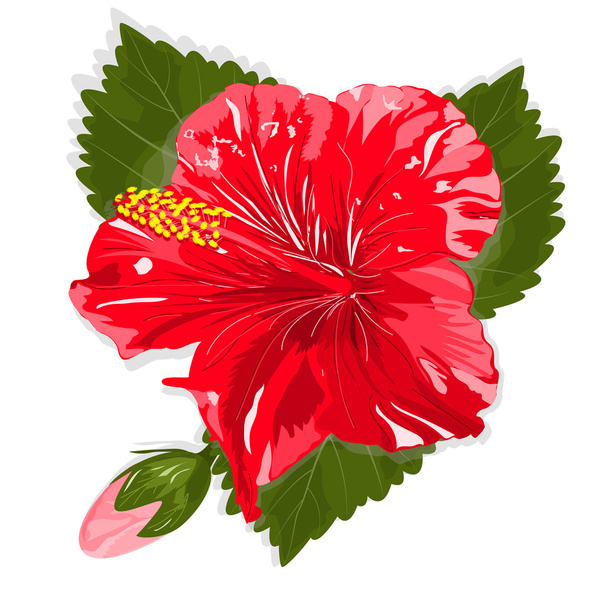 Beautiful Hibiscus flowers. - Vector, Image