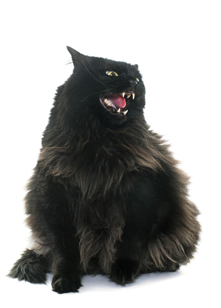 zły czarny kot - Zdjęcie, obraz