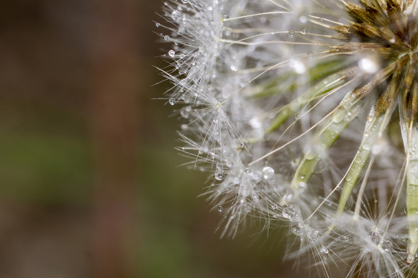 Dandelion with Water Drops - Photo, Image