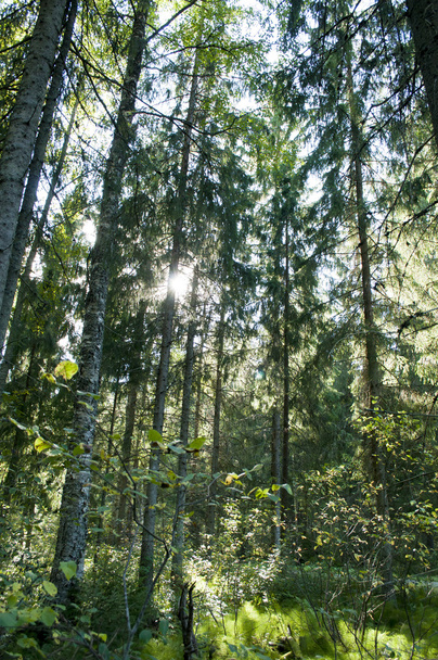 Aşağıdan yeşil orman görüntülemek. - Fotoğraf, Görsel