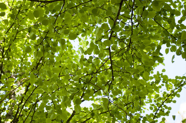 View from below on Green forest. - Photo, Image