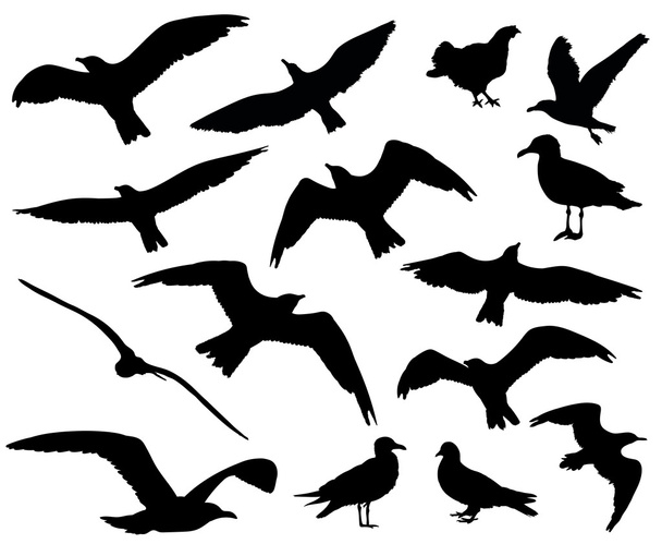 Set van vogels silhouetten 15 in 1 op witte achtergrond. Vectorillustratie - Vector, afbeelding