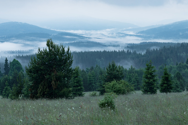 Пейзаж в утреннем тумане
 - Фото, изображение