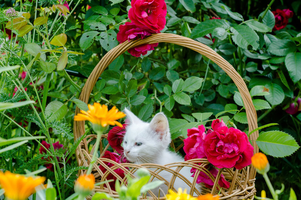 Gatinho branco na cesta e rosas
 - Foto, Imagem