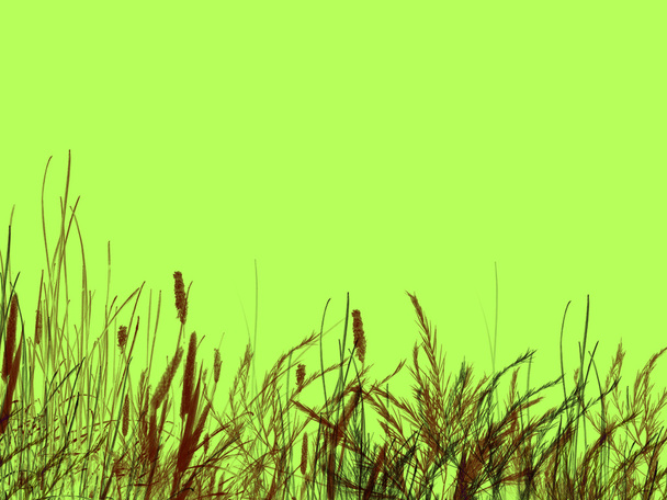 Gras und Schilf auf grünem Hintergrund - Foto, Bild