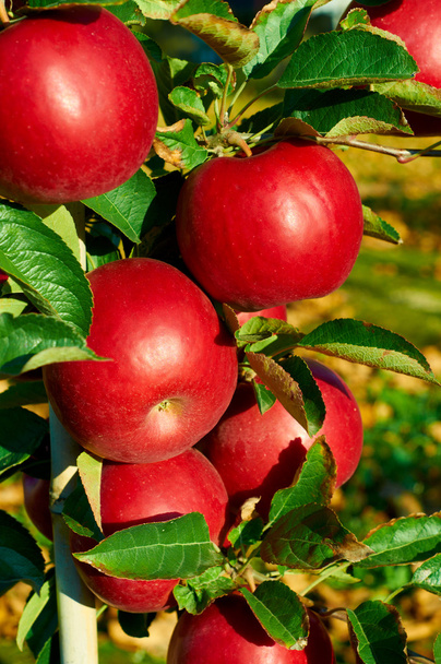 Świeży zdrowe czerwone jabłka na drzewie w sadzie. Rolnictwo w jesieni. - Zdjęcie, obraz