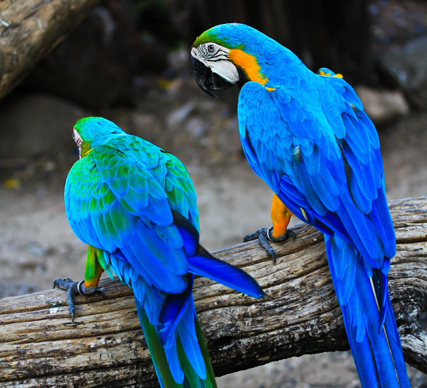colorful macaw parrots - 写真・画像