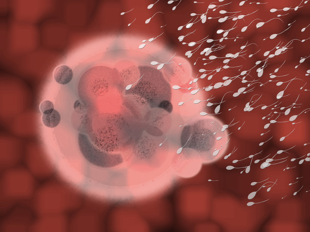 Female Egg Cell with Sperm Fertilising - Photo, Image
