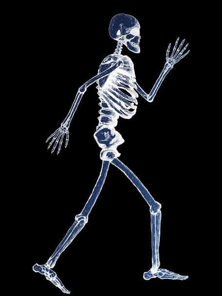 X-Ray of Full Human Skeleton Illustration - Photo, Image