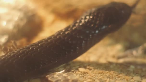 Close up shooting snake in the museum in Austria - Video, Çekim