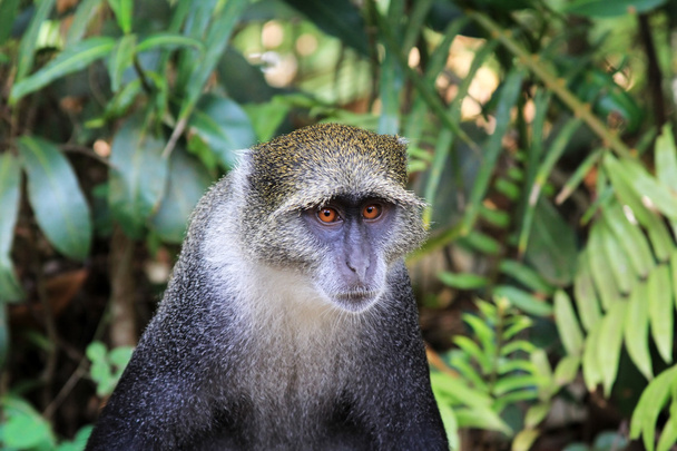 Selva cara de mono salvaje
 - Foto, imagen