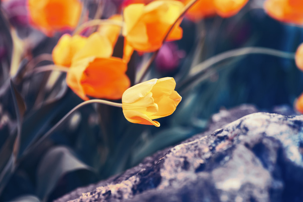 Fata magica tulipani sognanti con bokeh
 - Foto, immagini