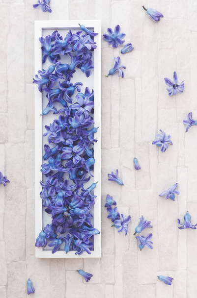 Spring Flowers Blue Hyacinth - Фото, зображення