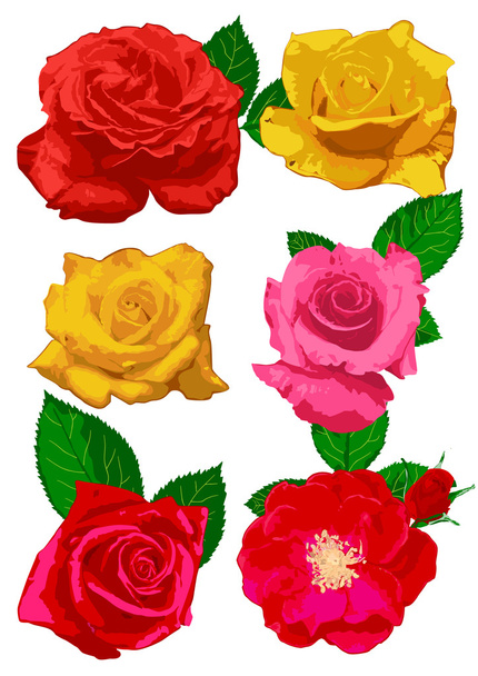 Rose blooms - Vector, Image