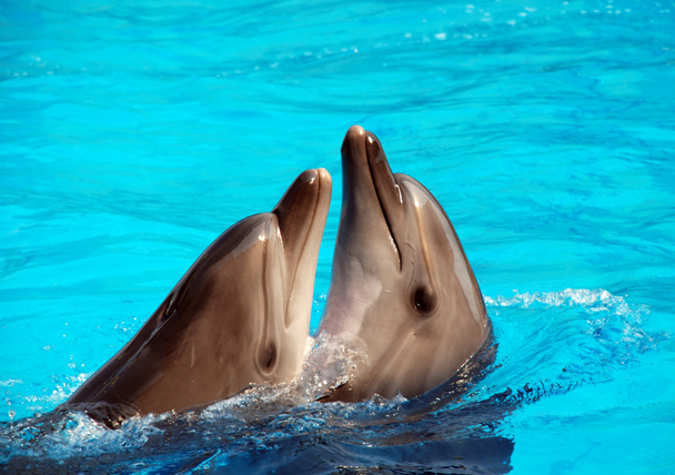 Delfin táncol. - Fotó, kép