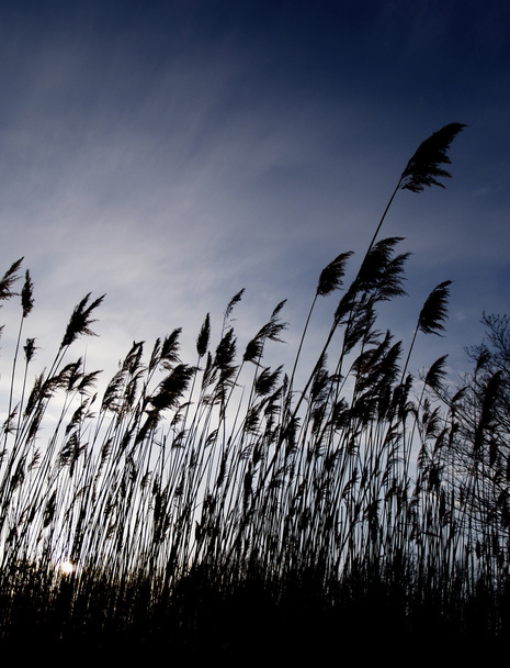 Větrno rákosí při západu slunce - Fotografie, Obrázek