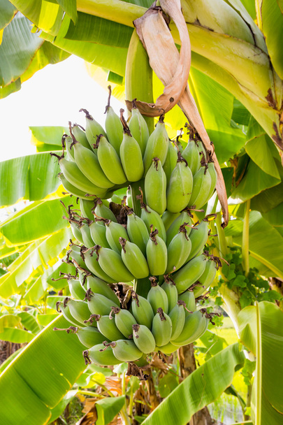 Banane auf dem Bananenbaum - Foto, Bild