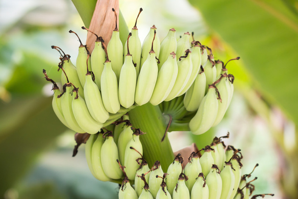 Bnana and Unripe Cultivar Bananas on The Banana Tree in The Gard - Valokuva, kuva