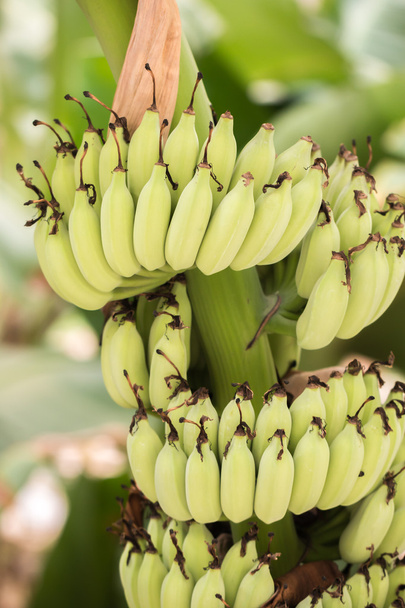 Bnana y plátanos inmaduros cultivar en el árbol de plátano en el Gard
 - Foto, Imagen