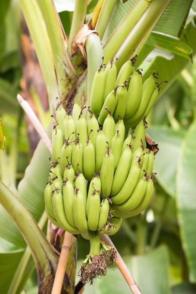 Bnana and Unripe Cultivar Bananas on The Banana Tree in The Gard - Fotó, kép