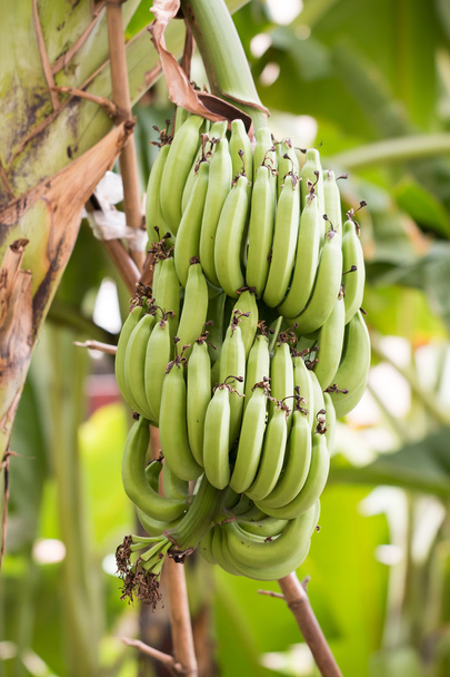 Bnana and Unripe Cultivar Bananas on The Banana Tree in The Gard - Foto, Imagen