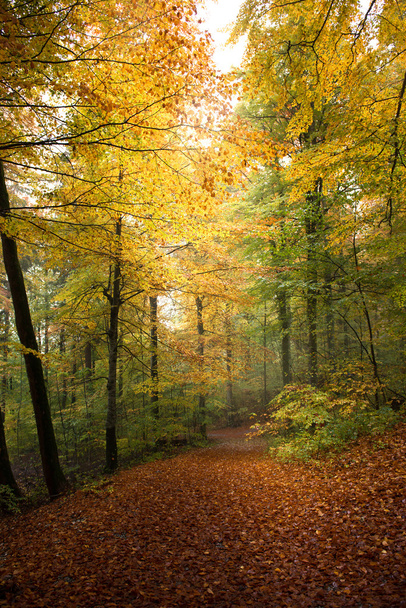 colorful autumn forest - 写真・画像