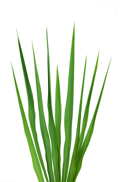 Green Grass - Фото, изображение