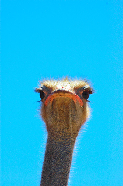 Cara de avestruz
 - Foto, imagen