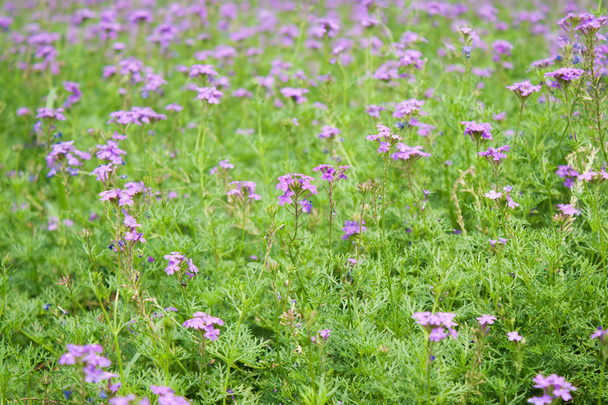 Gyönyörű lila virágok - Fotó, kép