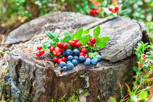 Dzikie owoce jagodowe na starym pniu w lesie - Zdjęcie, obraz