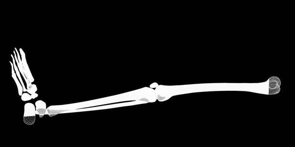 esqueleto de la pierna humana
 - Foto, imagen