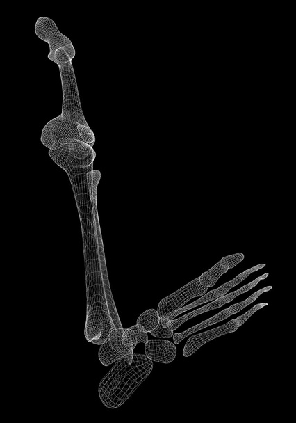 esqueleto de la pierna humana
 - Foto, imagen