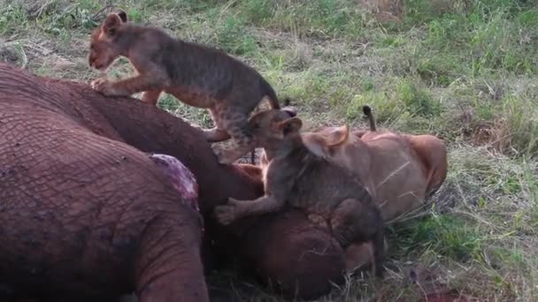 leones comiendo presas
 - Metraje, vídeo