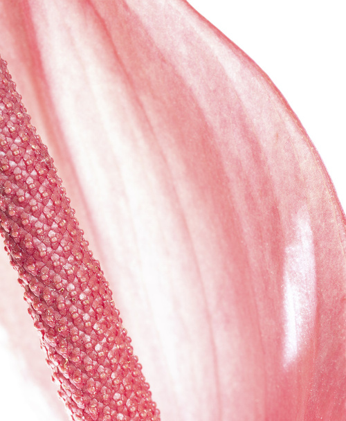 Antoryum çiçeği, sığ derinlik-in tarla yakın çekim - Fotoğraf, Görsel