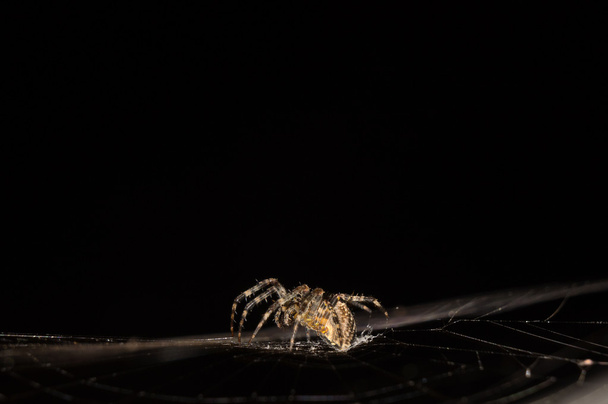 Una web de arañas
 - Foto, imagen
