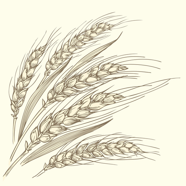 Несколько спелых колосков пшеницы
. - Вектор,изображение