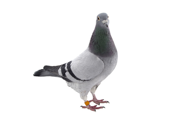 Сірий спортивний голуб ізольований на білому
 - Фото, зображення